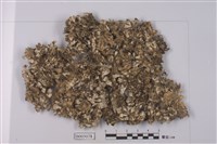 藏品(亞鈴孢衣屬)的圖片